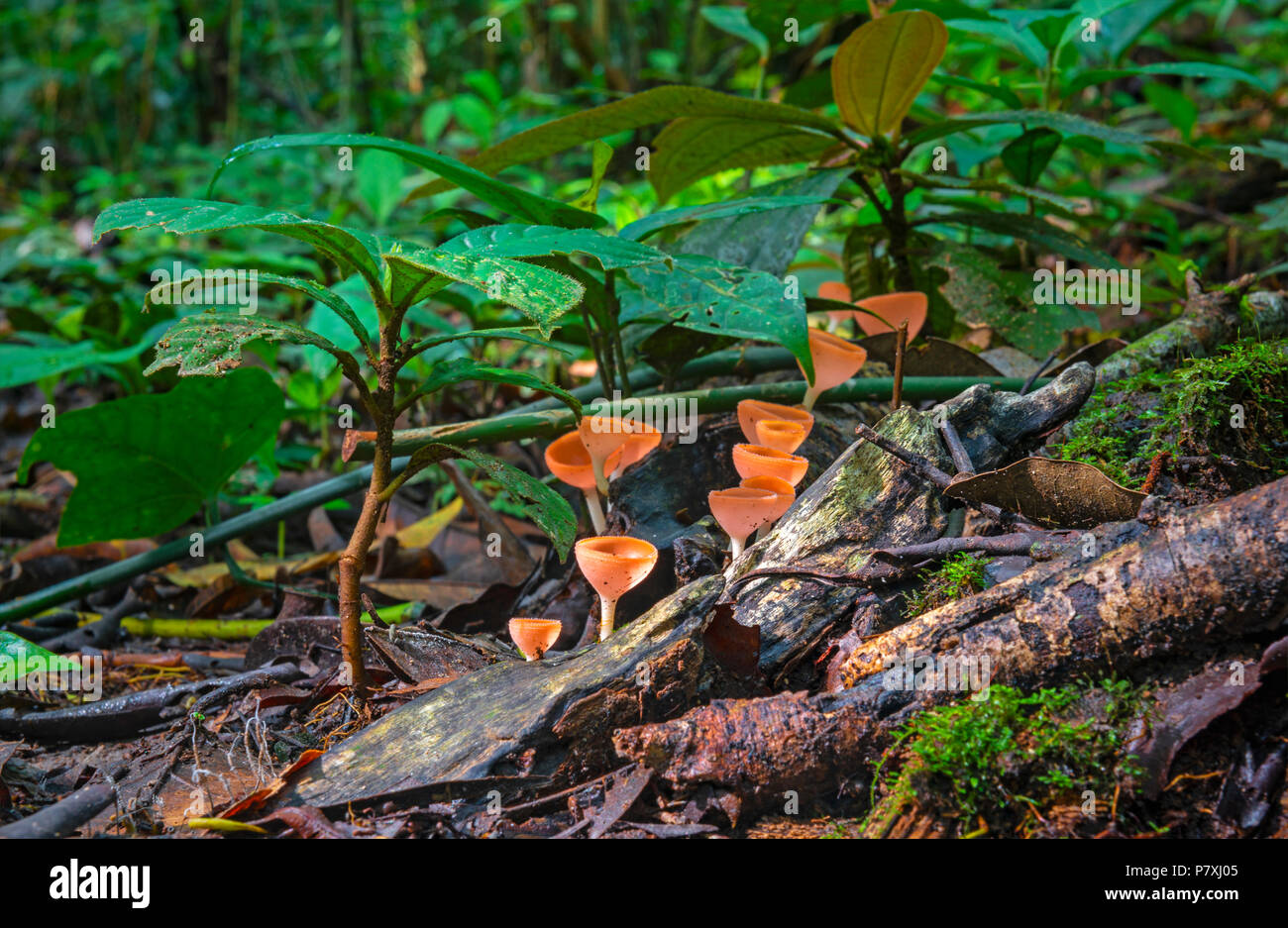 Una lunga esposizione fotografia della foresta pluviale amazzonica piano con rosso coppa neotropical fungo (Cookeina sulcipes) all'interno del Yasuni National Park, Ecuador. Foto Stock