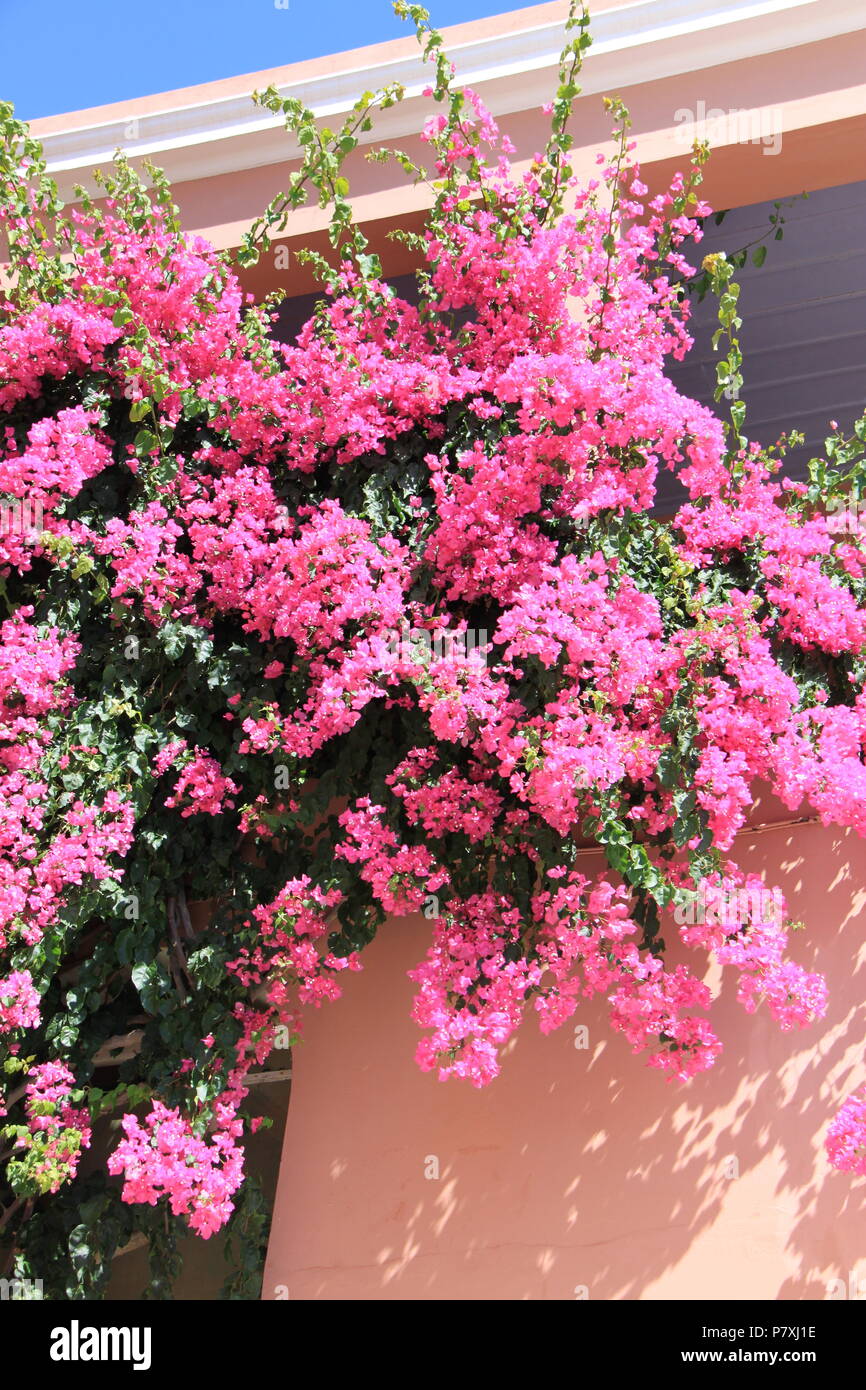 Bouganville in fiore che ornano la parte anteriore di una proprietà residenziale in Syros Island, a sud del Mar Egeo, Grecia, Peter Grant Foto Stock