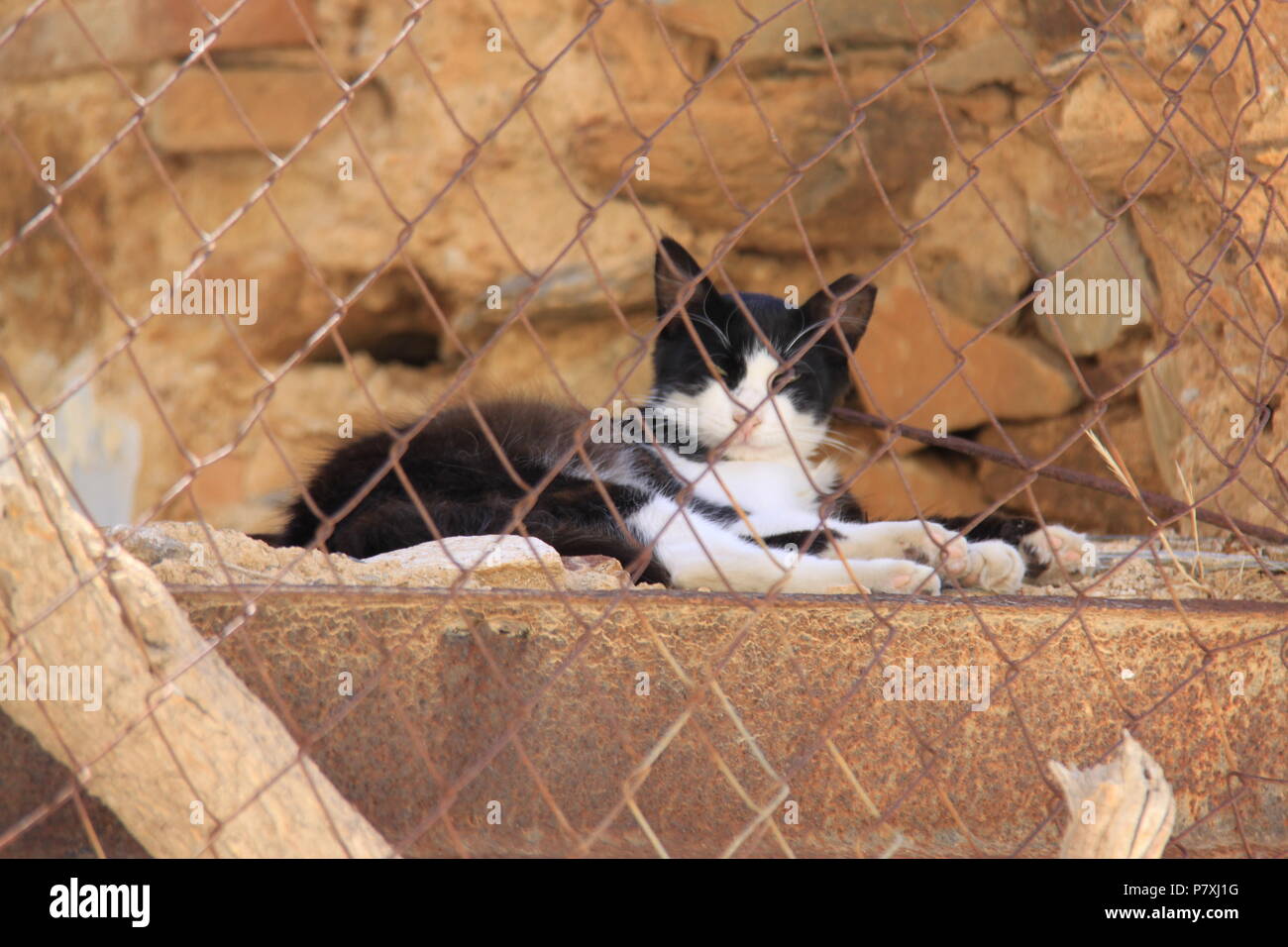 Gatto locale riparo dal caldo soffocante dietro la maglia di filo su Syros Island, a sud del Mar Egeo, Grecia, Peter Grant Foto Stock