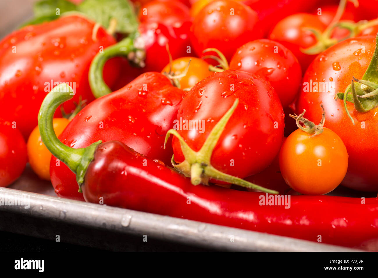 Assortimento di pomodorini e peperoni appena raccolto dal giardino Foto Stock