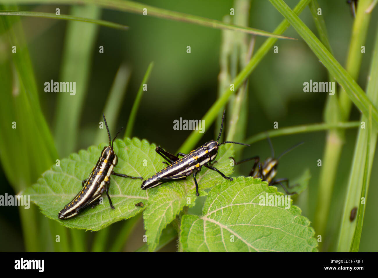 Nero cavallette trovato regione occidentale del Nepal Foto Stock