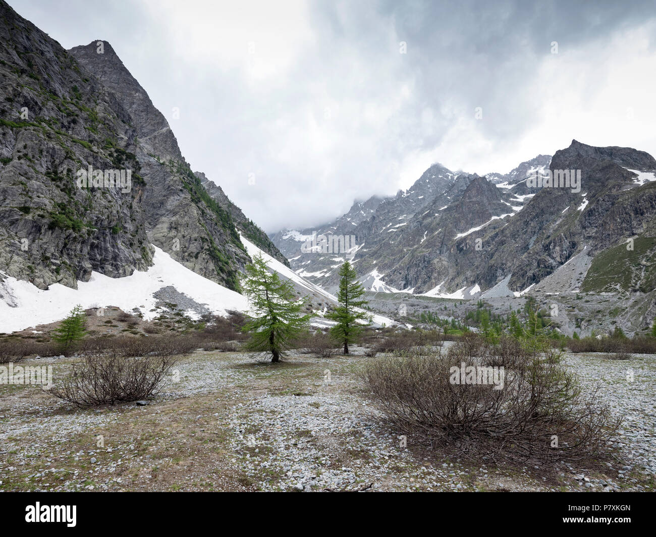 I larici sulla bella pianura vicino a pre de Mme Carle in francese Parc National des Ecrins della Haute Provence Foto Stock