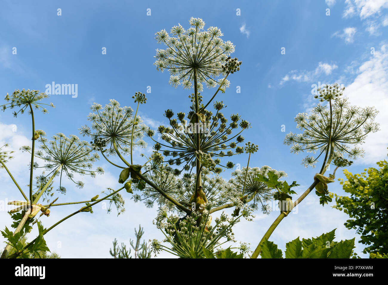 Heracleum Sosnowskyi sul cielo blu sullo sfondo Foto Stock