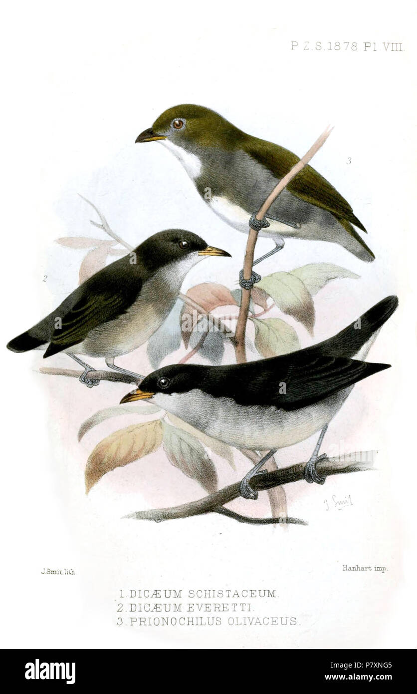 (Fondo) Dicaeum schistaceum = Dicaeum australe (Hermann, 1783), (centro) Dicaeum everetti Tweeddale, 1877 (non Sharpe, 1877: preoccupato) = Dicaeum hypoleucum pontifex Mayr, 1946, (top) Prionochilus olivaceus = Prionochilus olivaceus olivaceus Tweeddale, 1877, Inglese: Olive-backed Flowerpecker, femmina adulta (top); ronzii Flowerpecker, maschio adulto (centro); Rosso-striped Flowerpecker, maschio adulto (fondo) . 1878 (pubblicato 1879) 132 DicaeumPrionochilusSmit Foto Stock