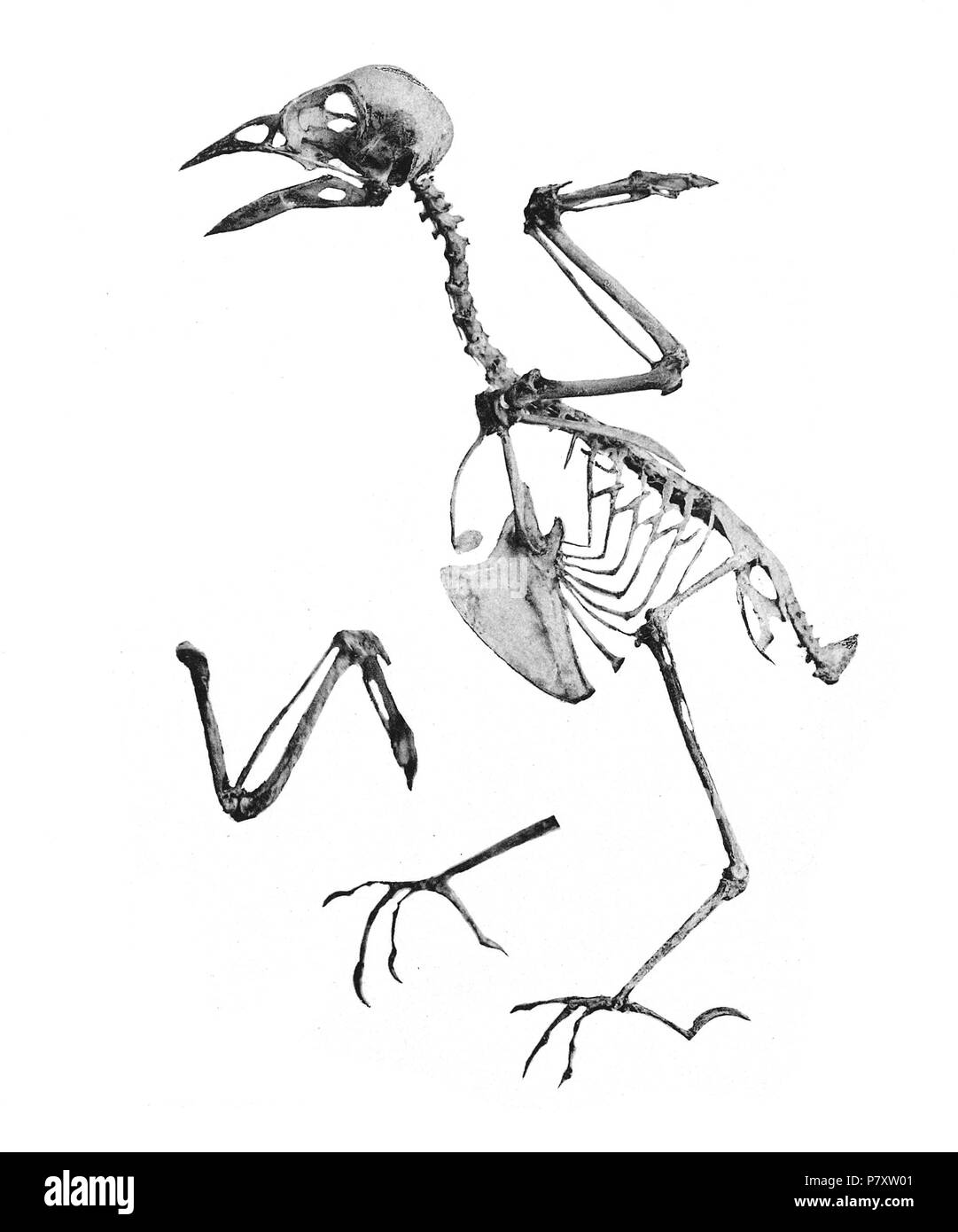 Scheletri di uccelli. Fringilla coelebs . 1897 165 Fringilla coelebs 197 Foto Stock