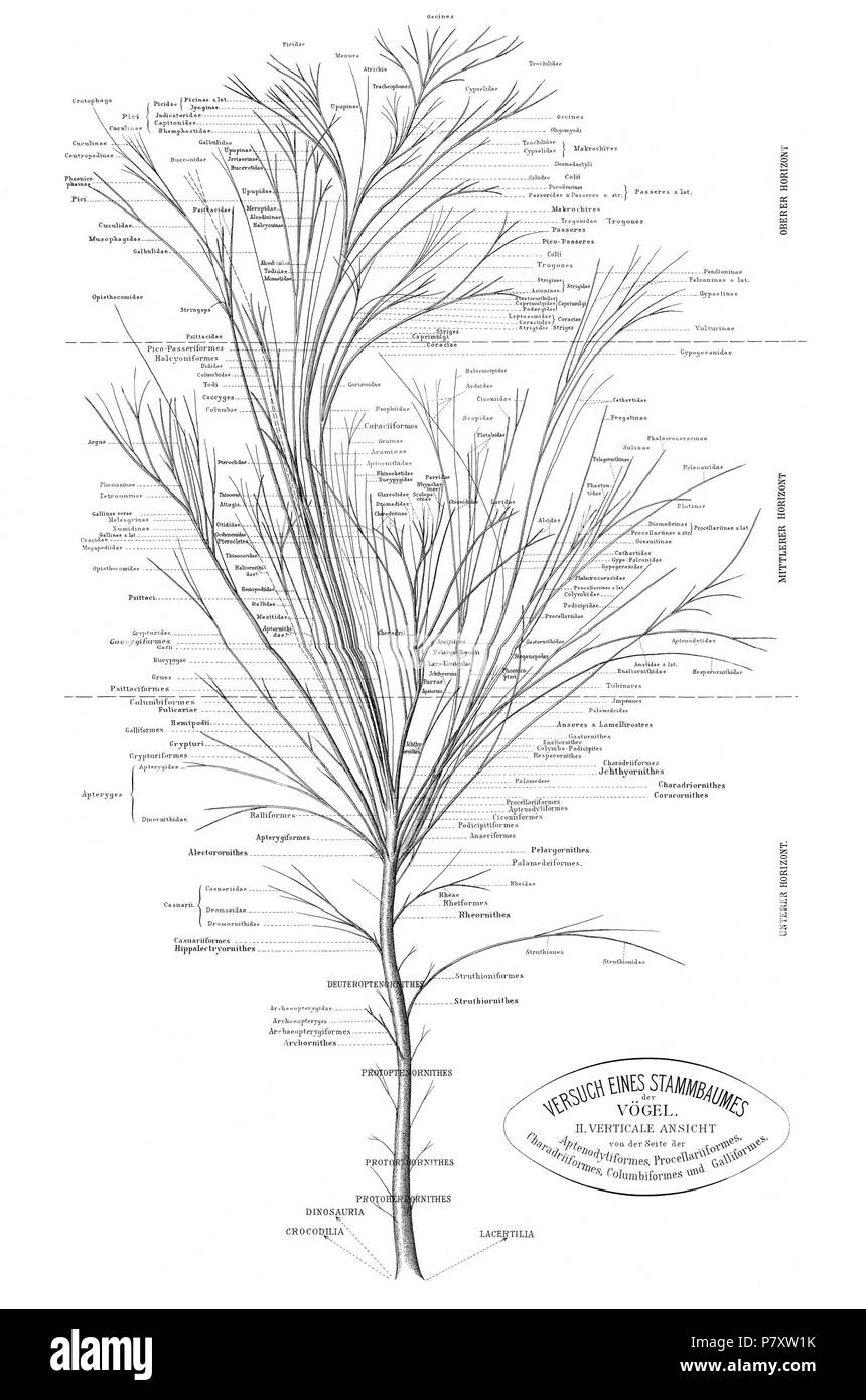 Albero filogenetico di uccelli sulla base di anatomia e morfologia da Max Fürbringer (1888) . 1888 165 Fuerbringer 1888 tree vista laterale 2 Foto Stock