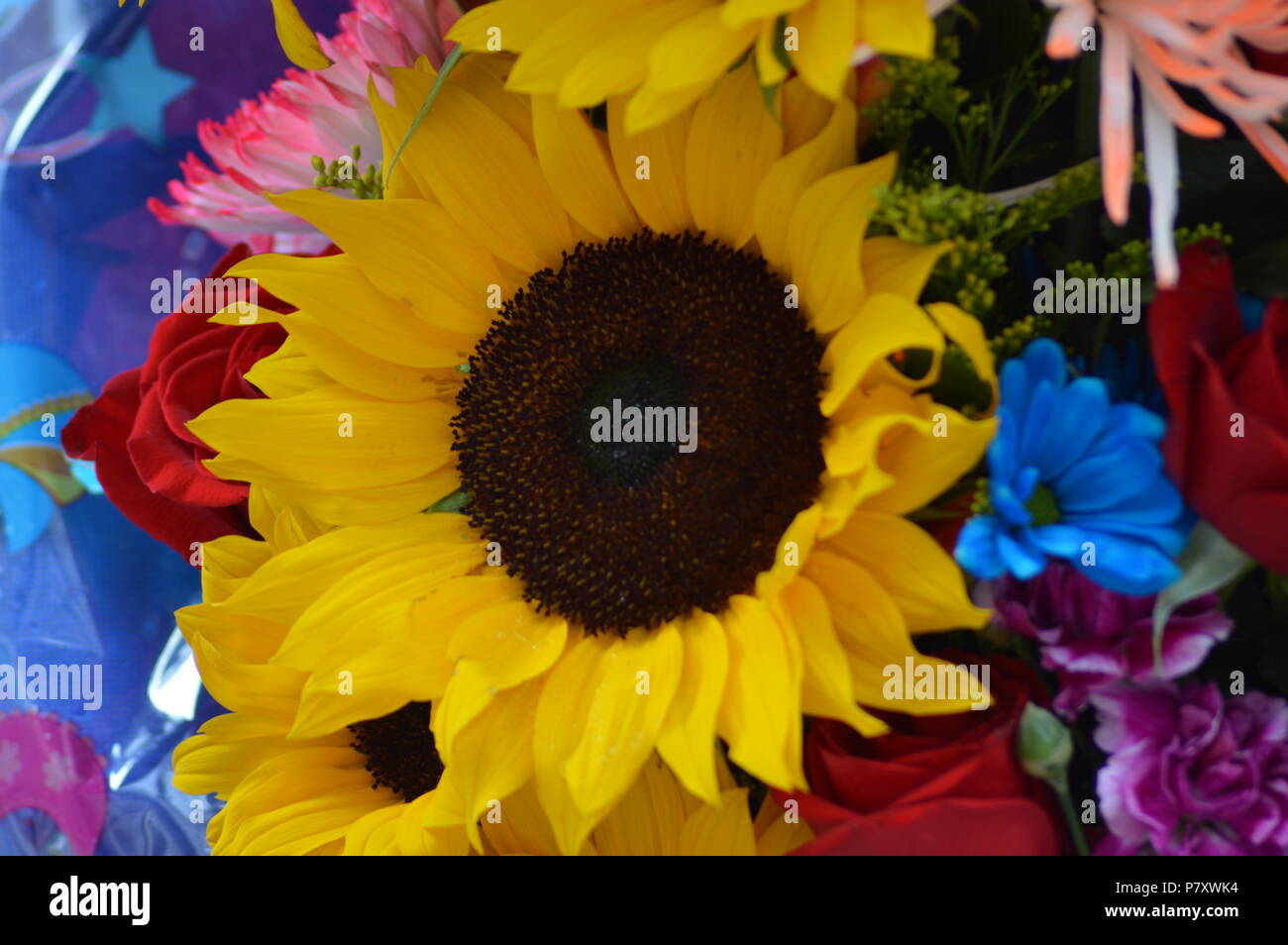 Girasol Foto Stock