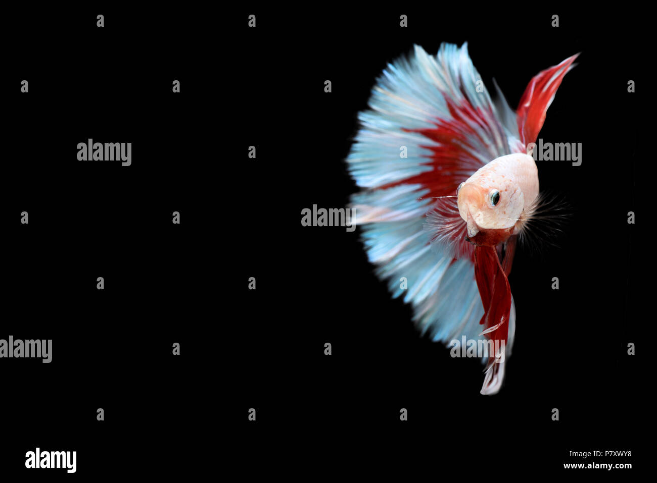 La metà di rosso e di blu Betta Siamese fighting fish, Betta splendens Pla-kad ( mordere il pesce ) di Thailandia, nuoto moto nero su sfondo isolato, Anim Foto Stock