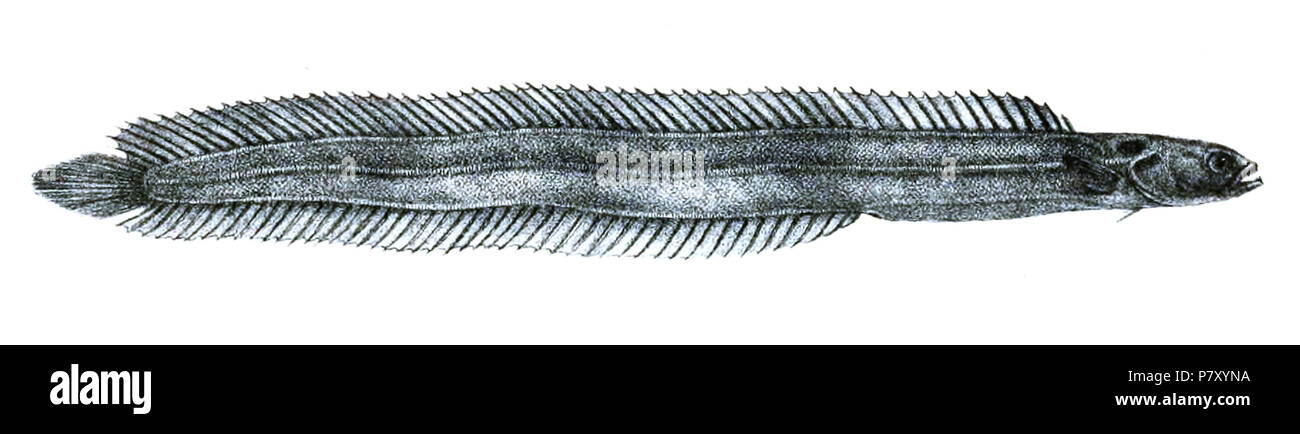 Halidesmus scapularis = Halidesmus scapularis Günther, [1872] inglese: Snakelet . 1871 (pubblicato 1872) 184 HalidesmusScapularisFord Foto Stock