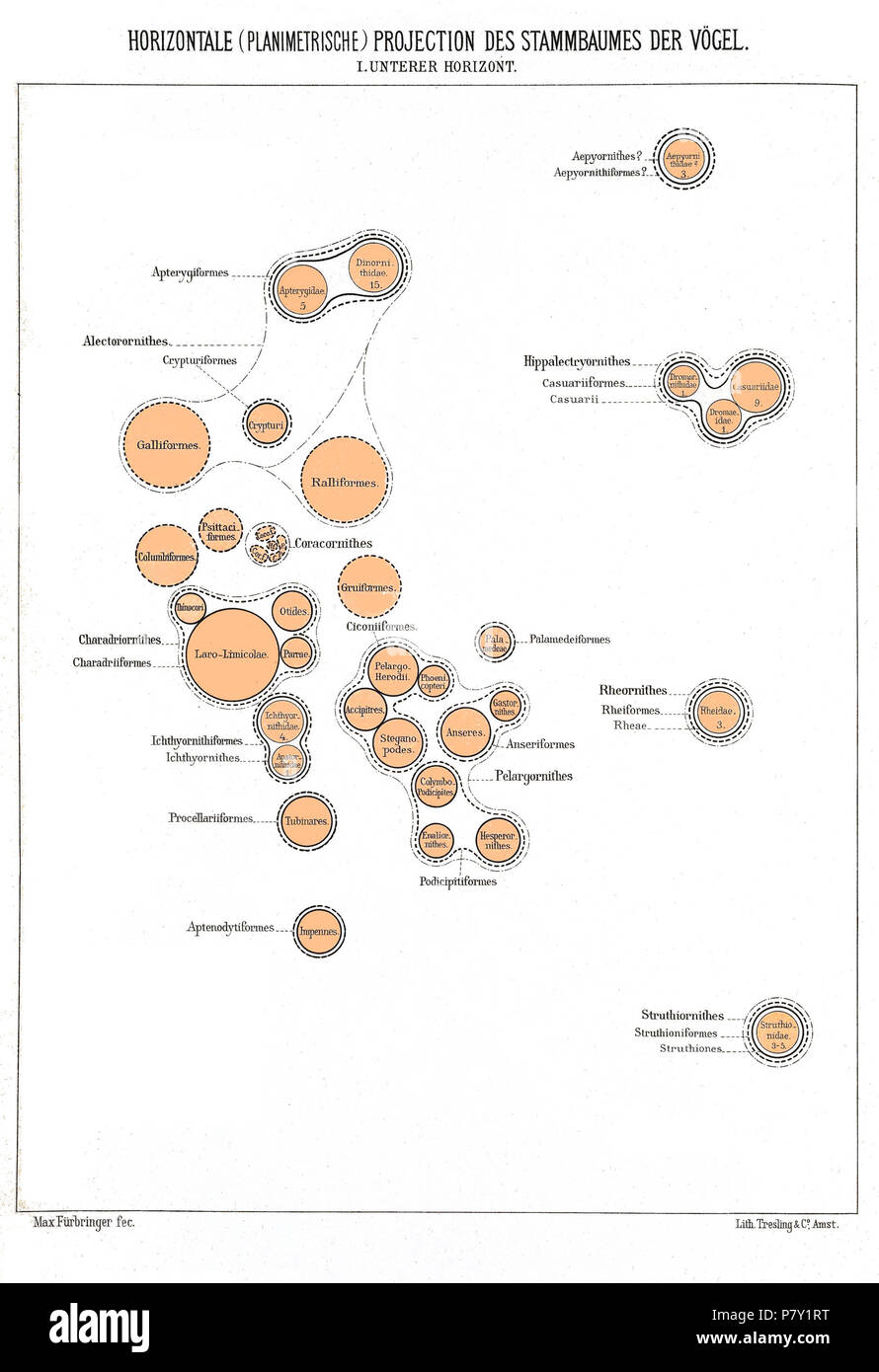 Albero filogenetico di uccelli sulla base di anatomia e morfologia da Max Fürbringer (1888) . 1888 199 orizzontale ho planimetrica Foto Stock