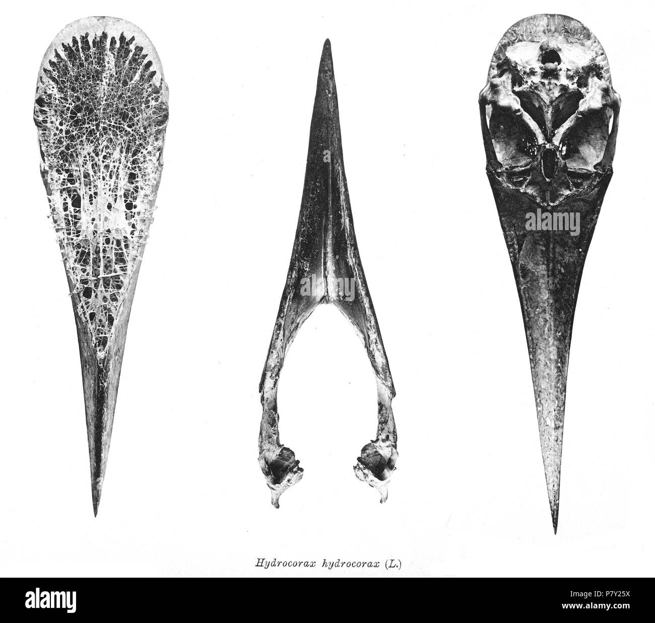 Scheletri di uccelli. Notare che la corrente i nomi scientifici devono essere verificati. Hydrocorax hydrocorax . 1897 200 Hydrocorax hydrocorax 221 Foto Stock