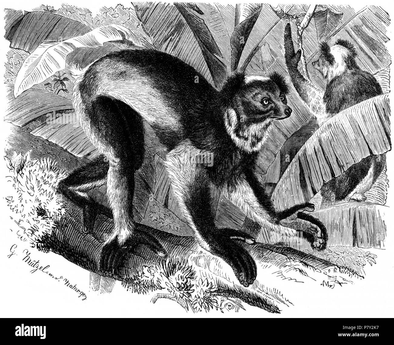 Inglese: (Indri Indri Indri Indri) . 1890 203 Indri-disegno Foto Stock