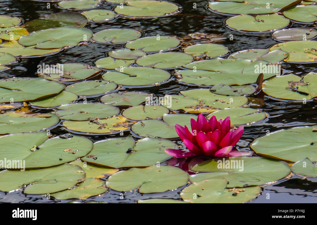 Acqua galleggiante Lily pad e uno scuro fiore rosa sulla superficie dello stagno Foto Stock