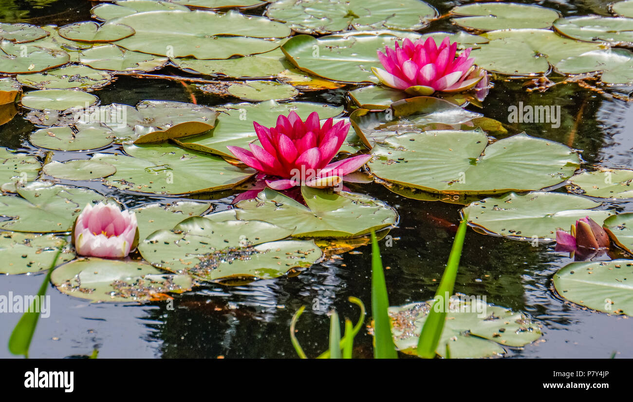 Acqua galleggiante Lily Pad e tre boccioli rosa sulla superficie dello stagno Foto Stock