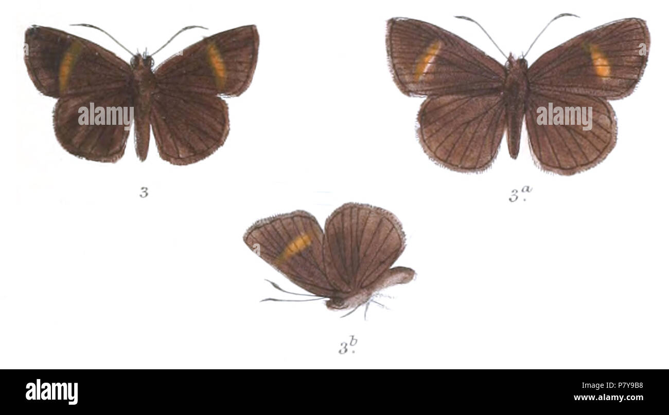 234 KoruthaialosButleri 790 3 Fitch Foto Stock