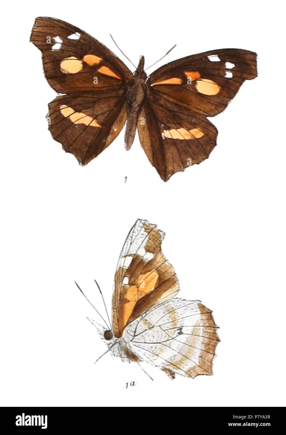 245 LibytheaLepitoidesM 394 1 Foto Stock