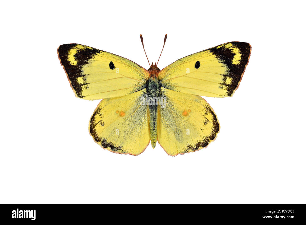 Offuscato pallido giallo farfalla, isolato su uno sfondo bianco Foto Stock