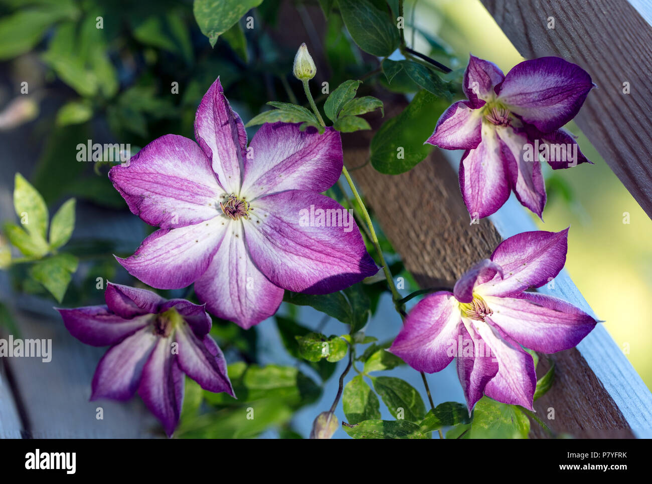 "Pernille' Clematis viola, Italiensk klematis (Clematis viticella) Foto Stock