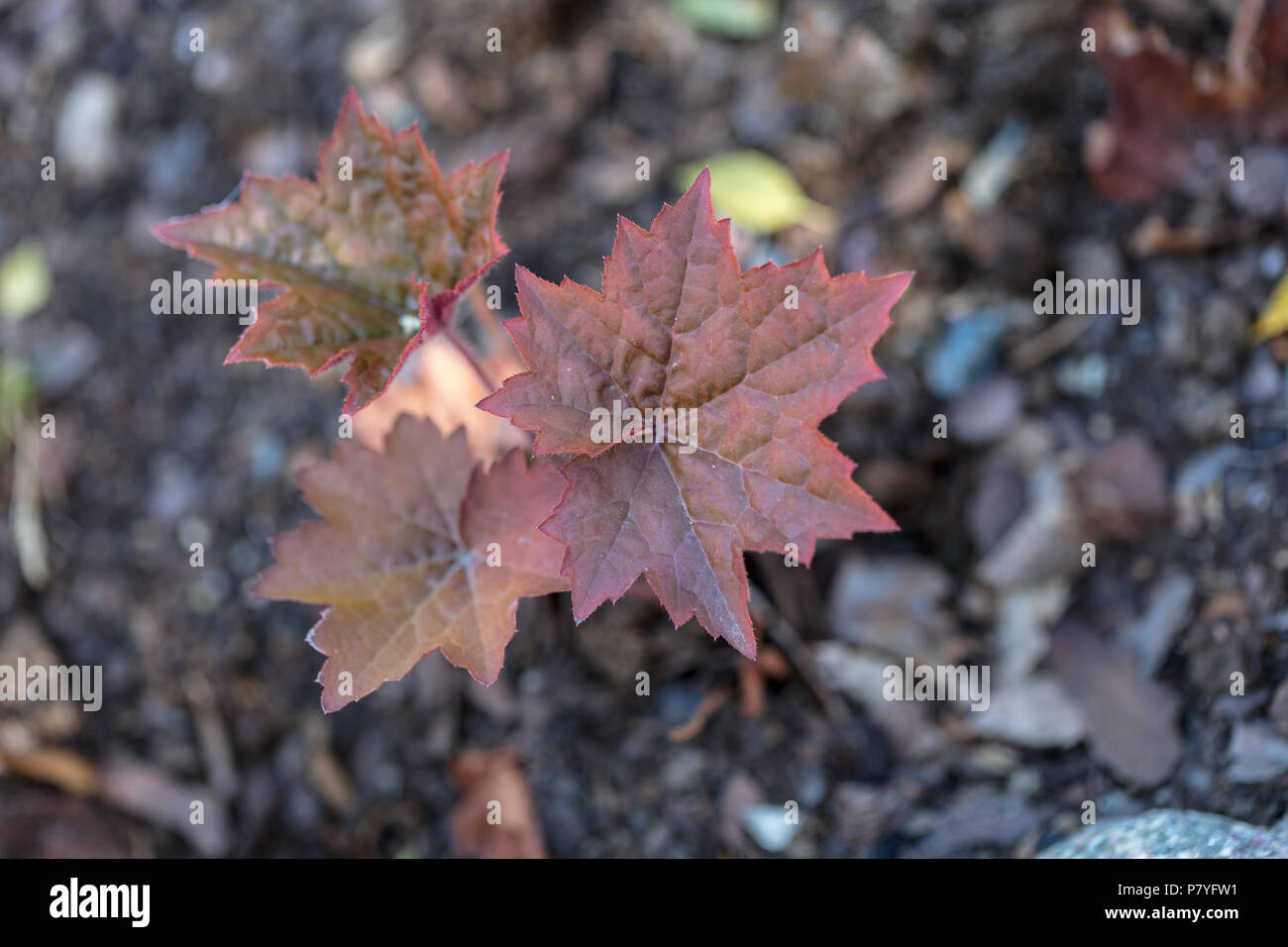 'Red Pearl' piccoli-lasciava allume root, Småblommig alunrot (Heuchera micrantha) Foto Stock