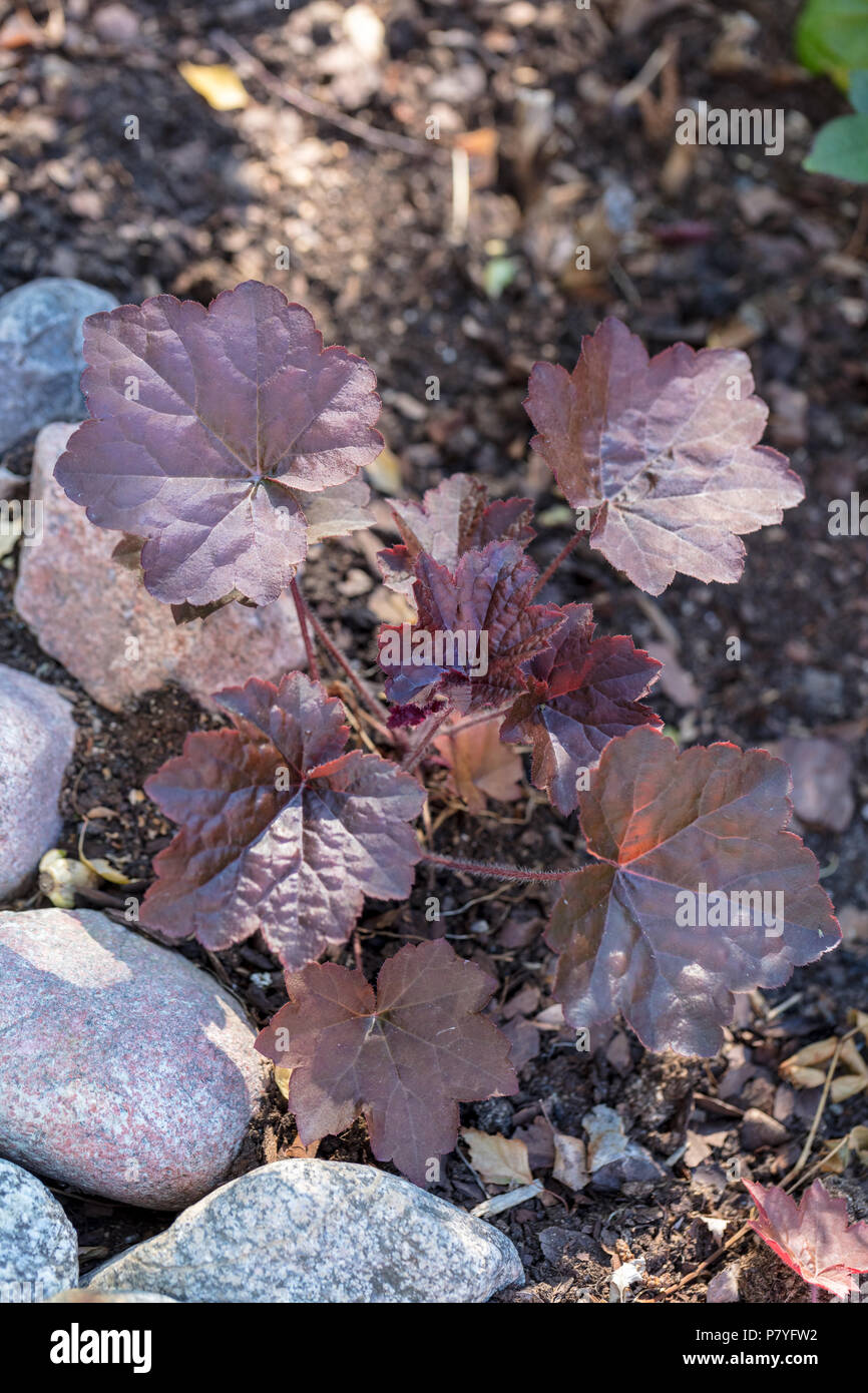 'Red Pearl' piccoli-lasciava allume root, Småblommig alunrot (Heuchera micrantha) Foto Stock