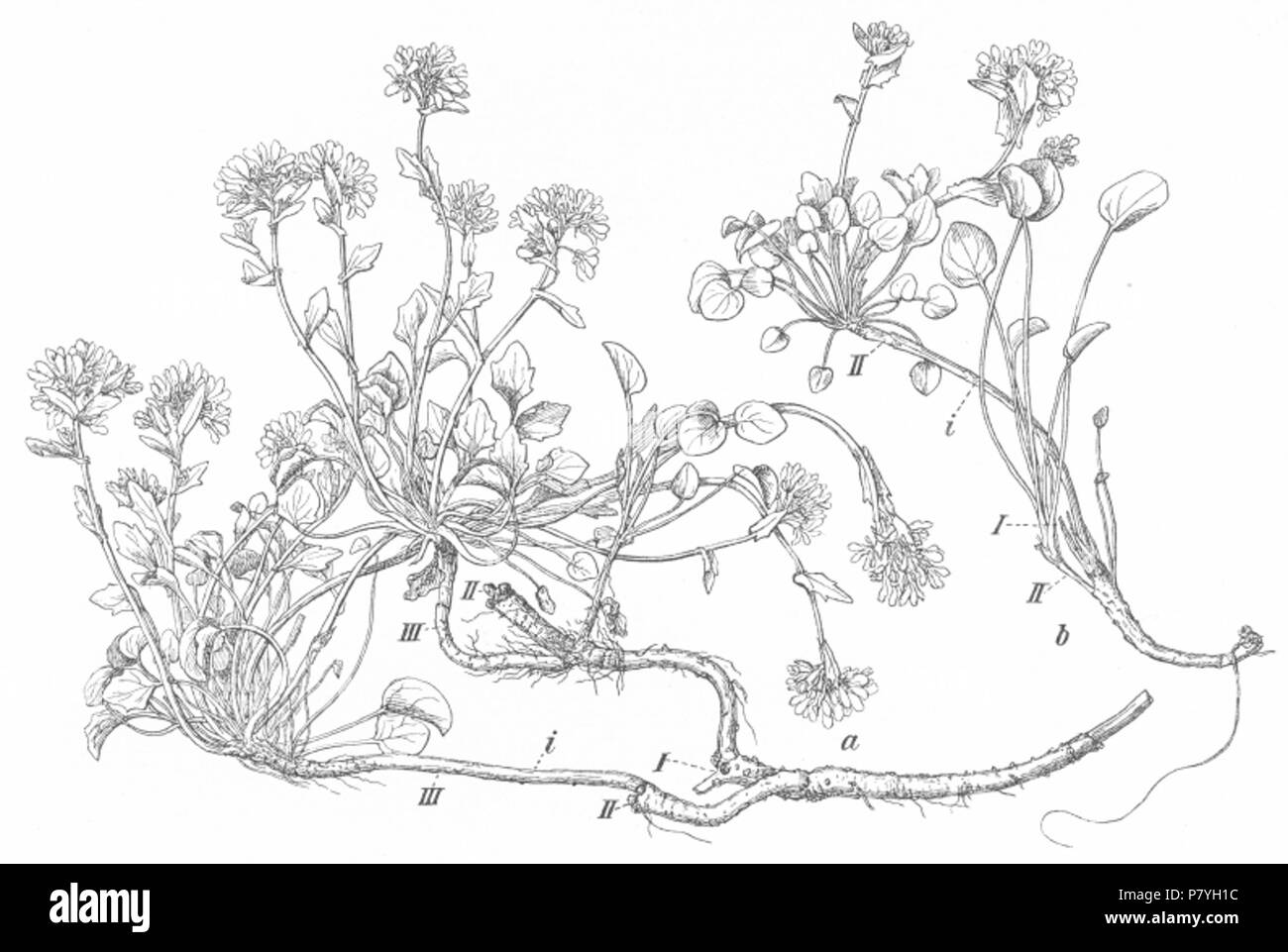 'Fig. 171 perenne esemplari di Cochlearia officinalis da una roccia bagnata-mensola a Trangisvaag su Syderö, 9 maggio 1895. I. stelo-rudimenti del primo periodo di fioritura. II. dal secondo periodo. III. stelo con vedute di fioritura del terzo periodo. i. lunghi internodi. a. campione di almeno 4 anni di età, probabilmente 5 anni. b. Modello di almeno 3 anni, probabilmente 4 anni.' . 1908 296 Ostenfeld1908-Cochlearia-officinalis Foto Stock