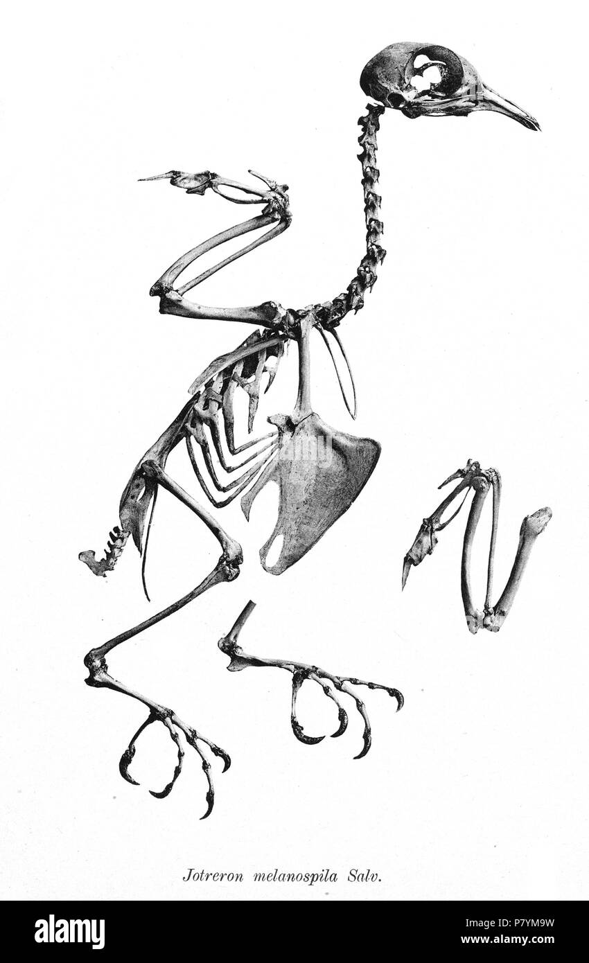 Scheletri di uccelli. Notare che la corrente i nomi scientifici devono essere verificati. Jotreron melanospila . 1897 223 Jotreron melanospila 175 Foto Stock