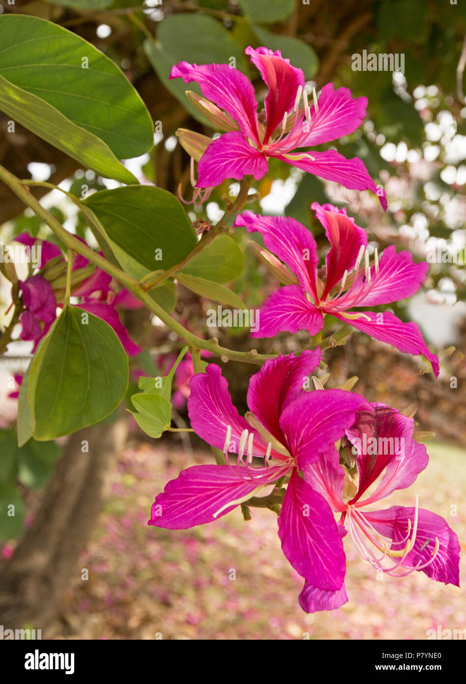 Incredibile vivid rosa / rosso fiori e foglie di Bauhinia blakeana, Orchidea Tree, emblema floreale di Hong Kong, crescendo in Qld Australia Foto Stock