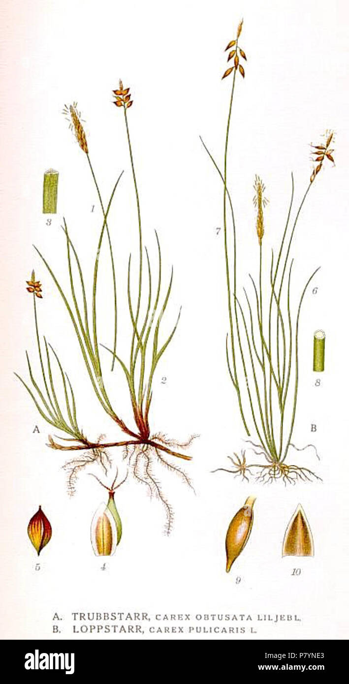 431 Carex obtusata, Carex pulicaris. Foto Stock