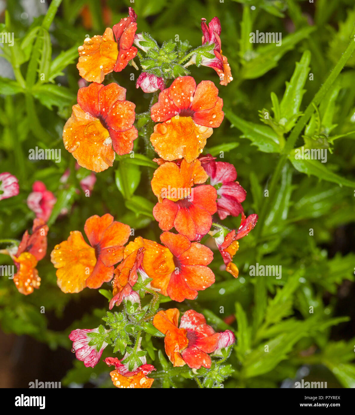 Cluster di vividi fiori arancione e verde smeraldo di foglie di Nemesia Sunsatia caerulea ibrido con gocce di pioggia su petali Foto Stock