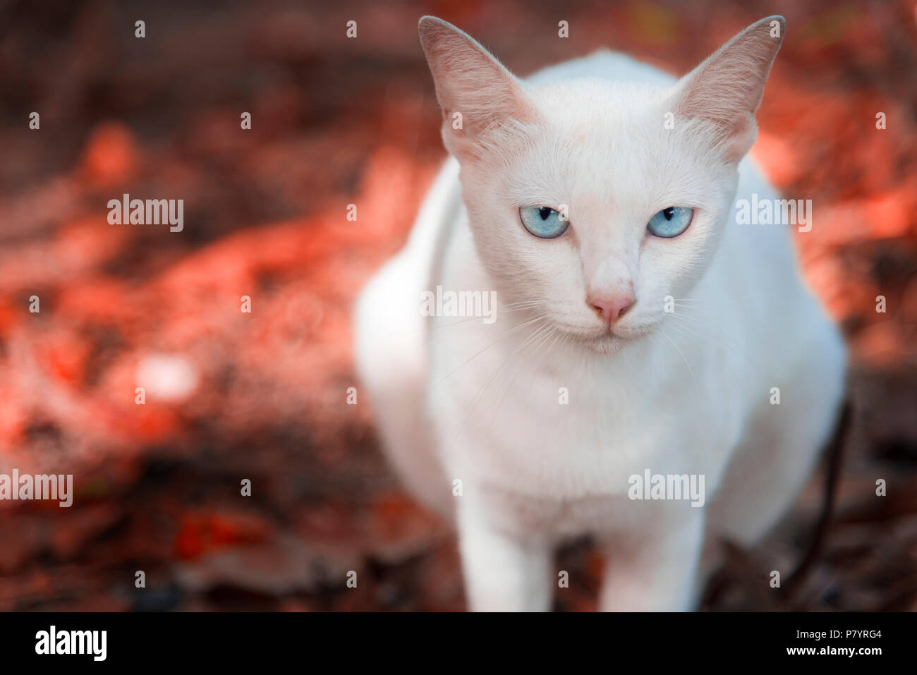 Il gatto bianco è lo sguardo e la seduta sulla terra rossa realizzata da aceri rossi nel parco. In autunno o primavera. Messa a fuoco selettiva in corrispondenza degli occhi, una Foto Stock