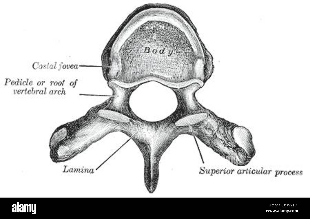 Inglese: vista superiore di una vertebra umana, mostrando la lamina (Gray's anatomia del corpo umano, 1918) . 22 novembre 2004 (originale data di caricamento) 240 laminectomia Foto Stock