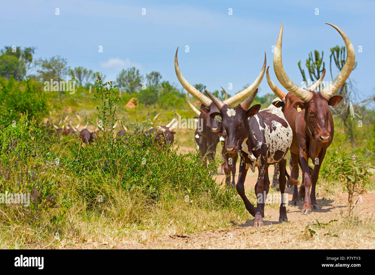 Ankole Bovini, Watusi vacche, Lago Mburo, Uganda, Africa orientale Foto Stock