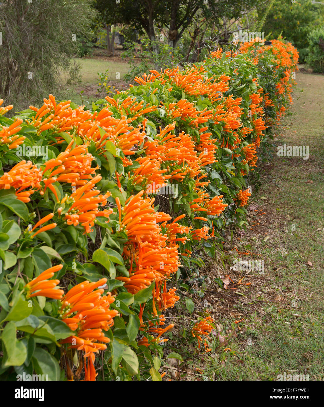 Pyrostegia venusta, Golden vite gloria, con la massa di vivida golden orange fiori e fogliame verde bassa copertura recinzione di giardino in Qld Australia Foto Stock