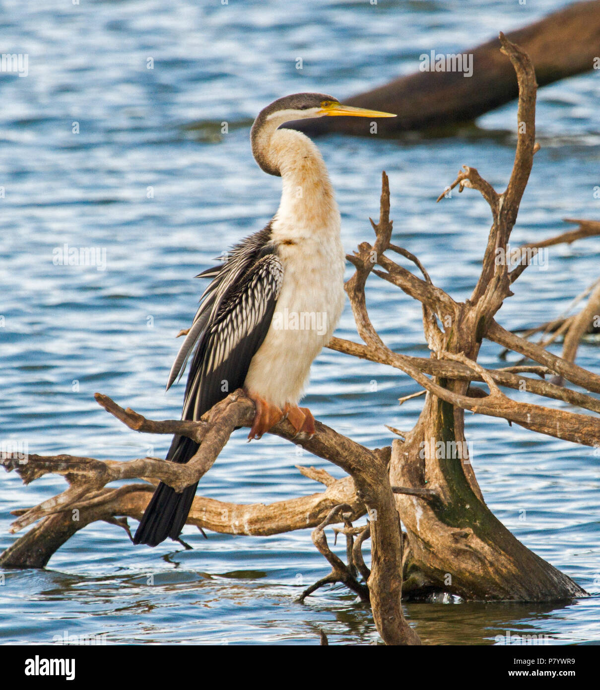 Snake il collo darter, anhinga novaehollandiae, con piume gonfio e bagnato, appollaiato sul log sporgenti dalle acque blu del lago in Australia Foto Stock