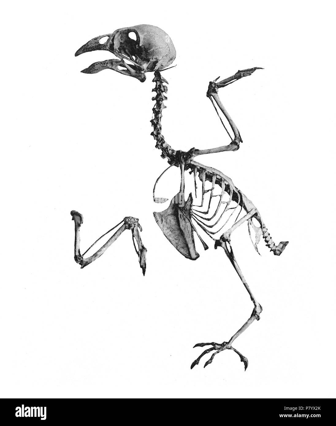 Scheletri di uccelli. Notare che la corrente i nomi scientifici devono essere verificati. Loxia bifasciata . 1897 250 Loxia bifasciata 195 Foto Stock