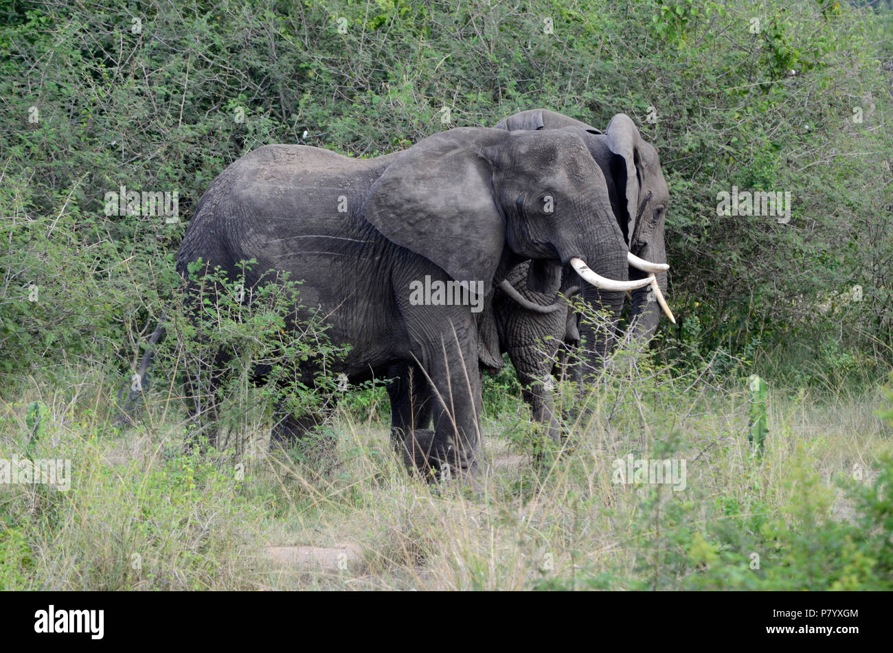 Coppia di elefanti adulti nel Parco Nazionale Queen Elizabeth, Uganda, Africa orientale Foto Stock