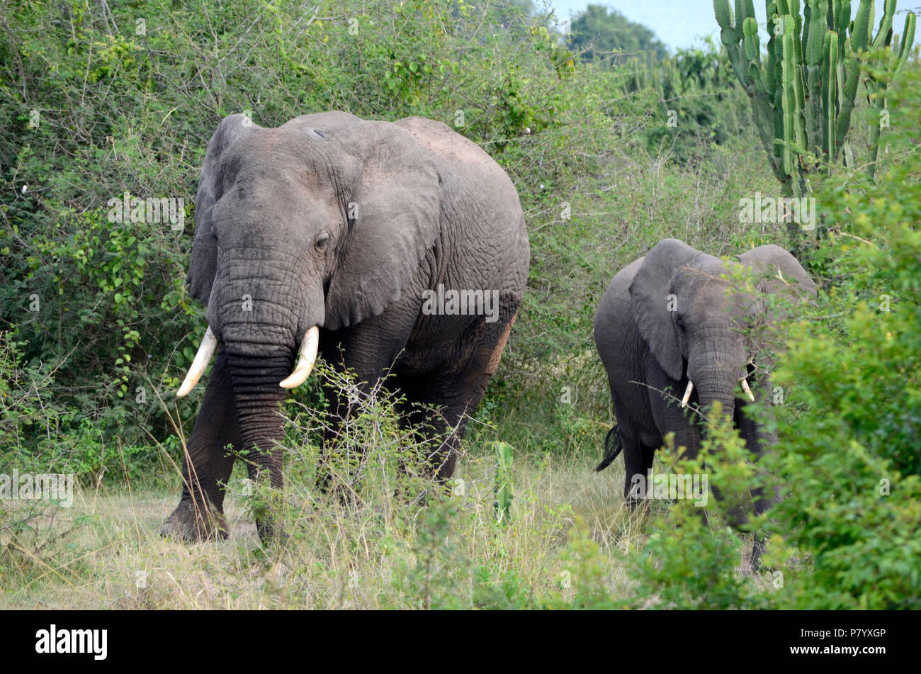 Coppia di elefanti fresco di acqua a piedi, adulti e giovani nel Parco Nazionale Queen Elizabeth, Uganda, Africa orientale Foto Stock