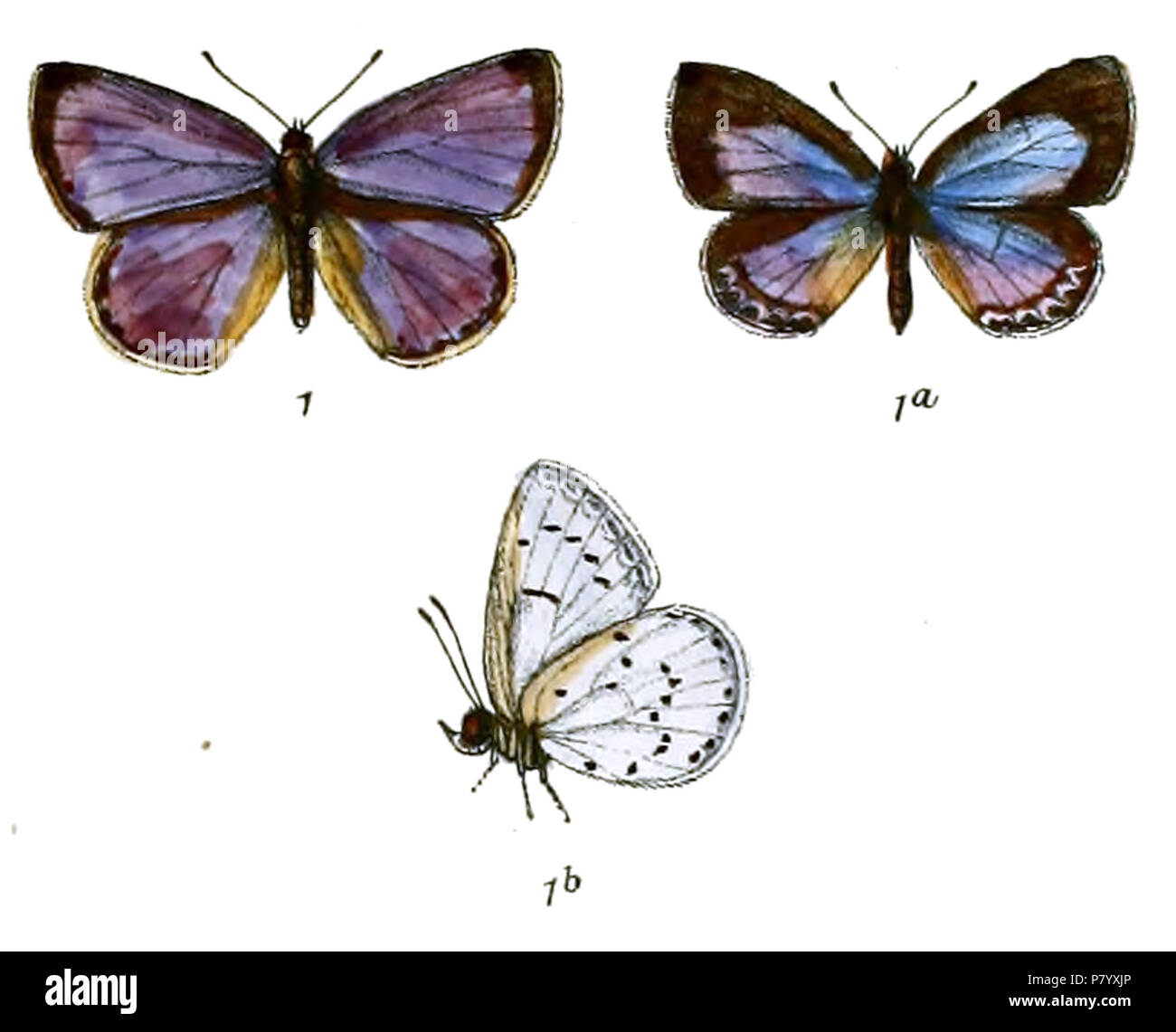 252 LycaenopsisCoelestinaKnight Foto Stock