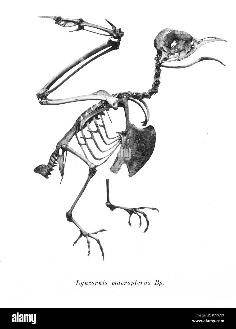 Scheletri di uccelli. Notare che la corrente i nomi scientifici devono essere verificati. Lyncornis macropterus . 1897 253 Lyncornis macropterus 208 Foto Stock