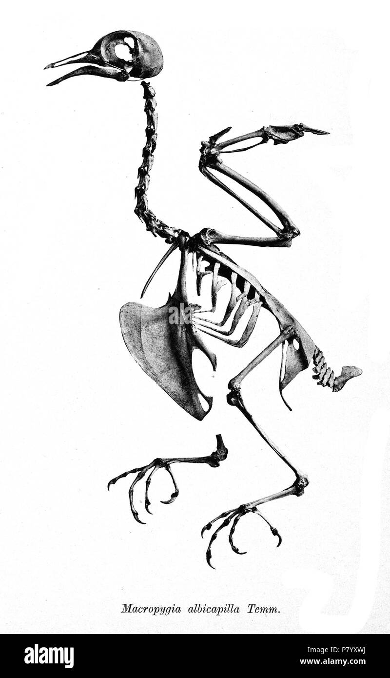 Scheletri di uccelli. Notare che la corrente i nomi scientifici devono essere verificati. Macropygia albicapilla . 1897 254 Macropygia albicapilla 175 Foto Stock
