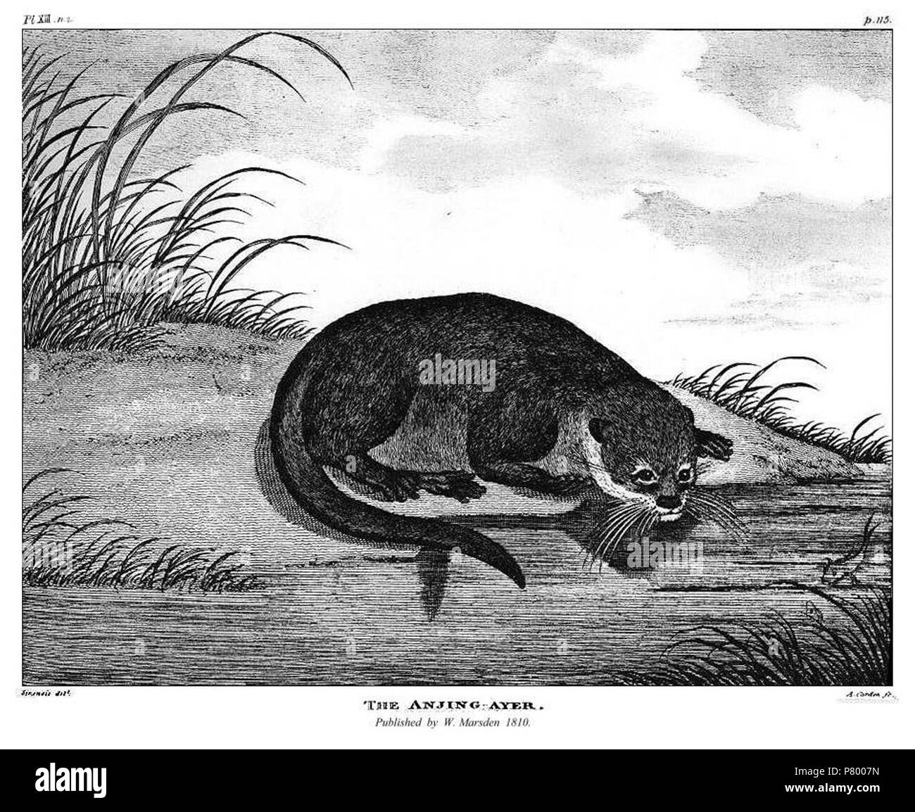 Deutsch: Anjing Ayer II . 1811 261 Marsden Pl. XIII - Il Anjing Ayer Foto Stock