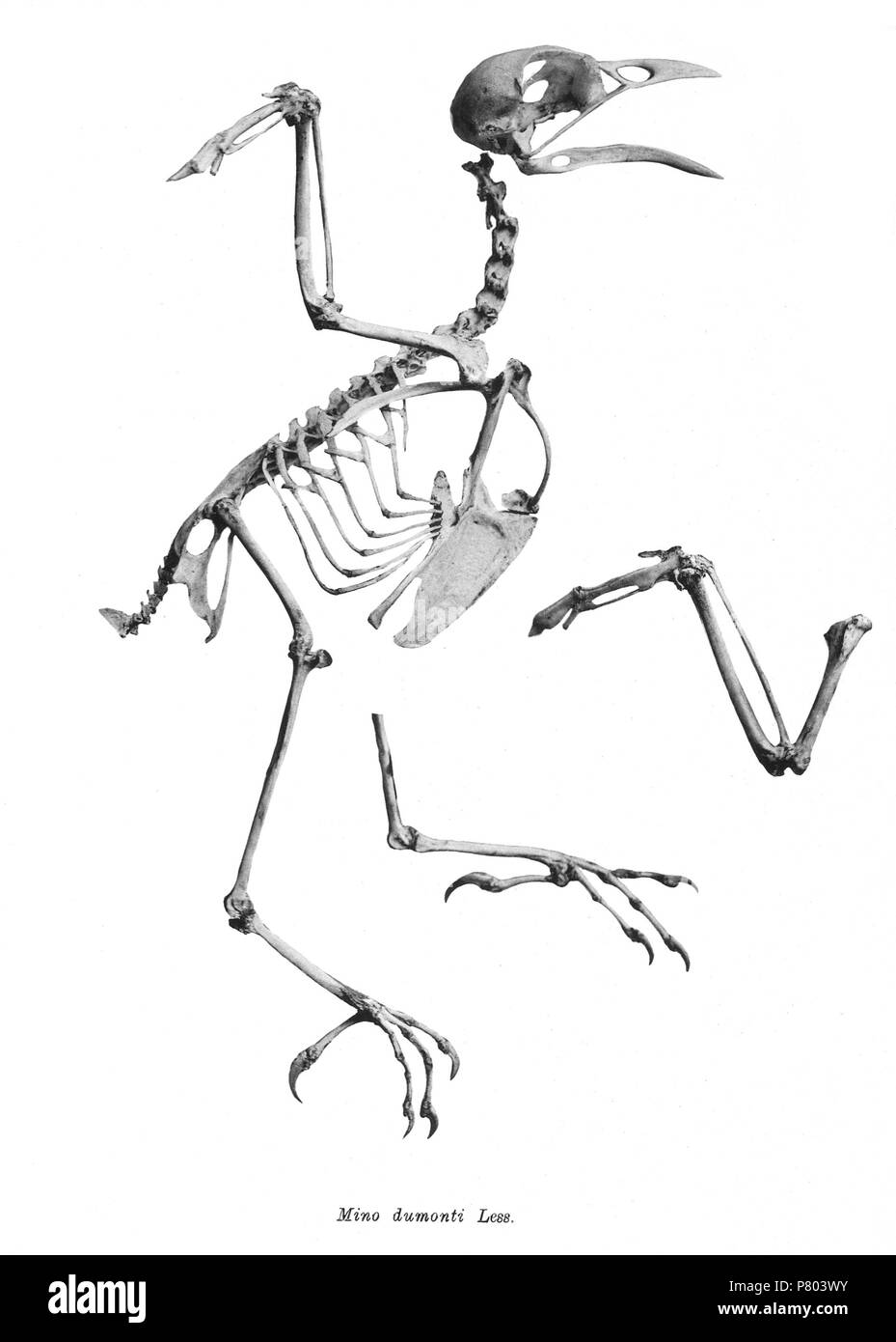 Scheletri di uccelli. Notare che la corrente i nomi scientifici devono essere verificati. Mino dumonti . 1897 274 Mino dumonti 198 Foto Stock