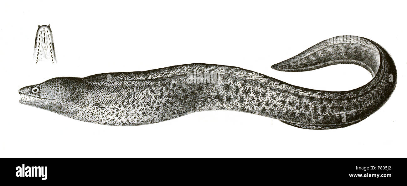I nomi delle specie / identità bisogno della verifica - nomi originali dalla piastra sono qui inclusi. L'originale lastre mostravano i pesci rivolto verso destra e che sono stati capovolti qui. Muraena pseudothyrsoidea . 1878 279 Muraena pseudothyrsoidea Achille 173 Foto Stock