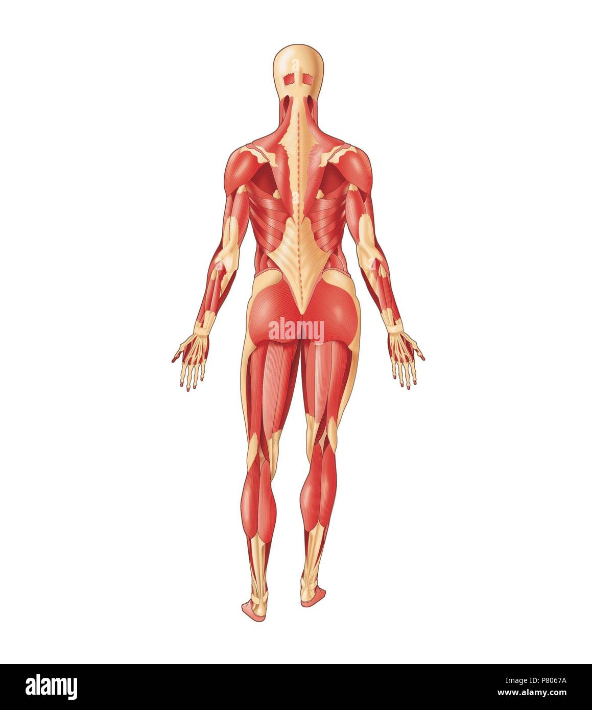 Più importante uomo-muscoli del corpo, vista posteriore. Foto Stock
