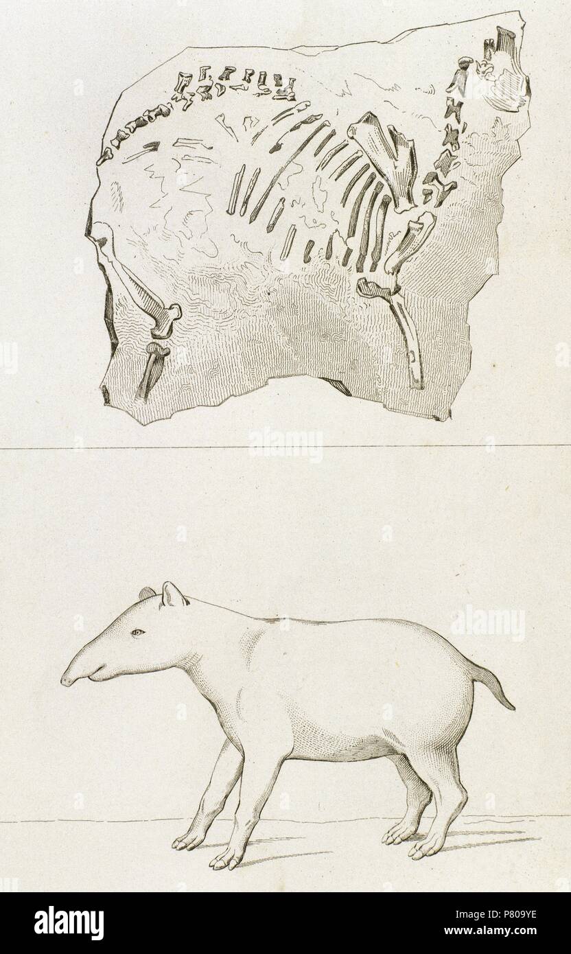 La preistoria. Palaeotherium meno (vecchia bestia) rilevati in Francia. Disegno di nonio. Incisione di Corbie, 1840. Foto Stock