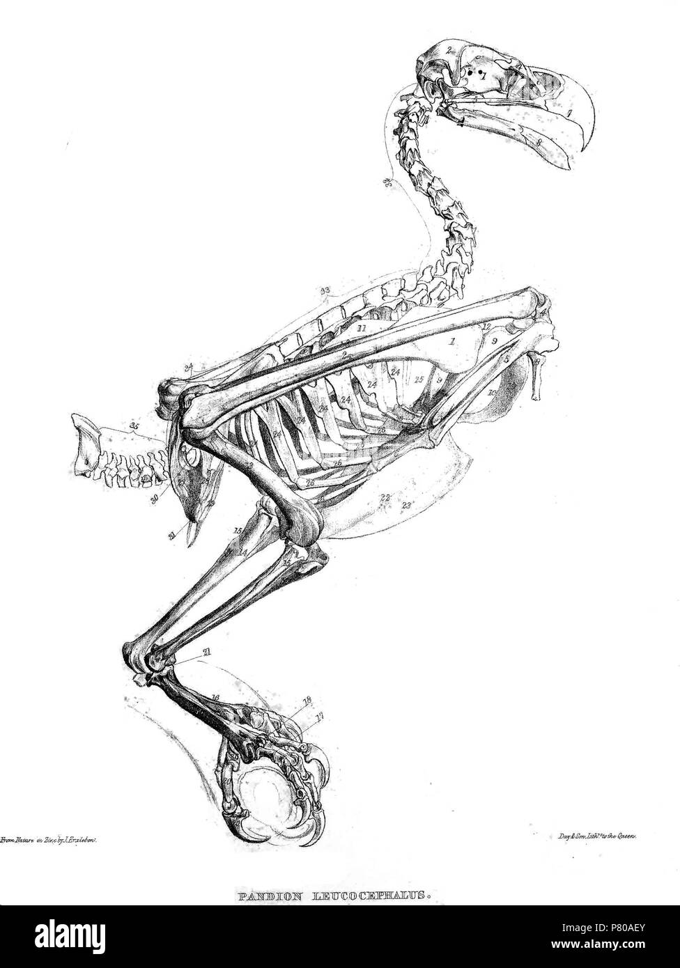 Scheletro di Pandion haliaetus . 1869 300 PandionSkeleton Foto Stock