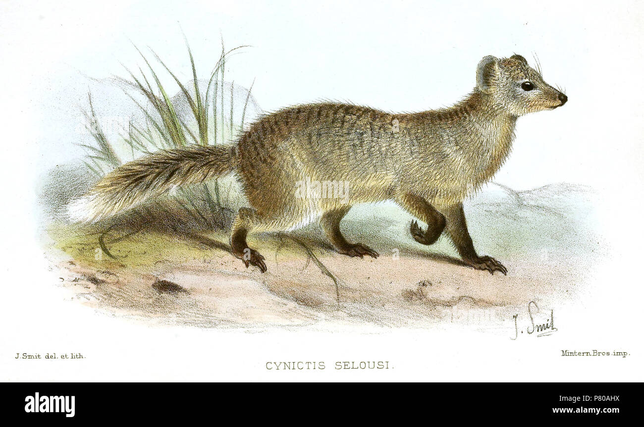 Paracynictis selousi . 1901 300 Paracynictis selousi Smit Foto Stock