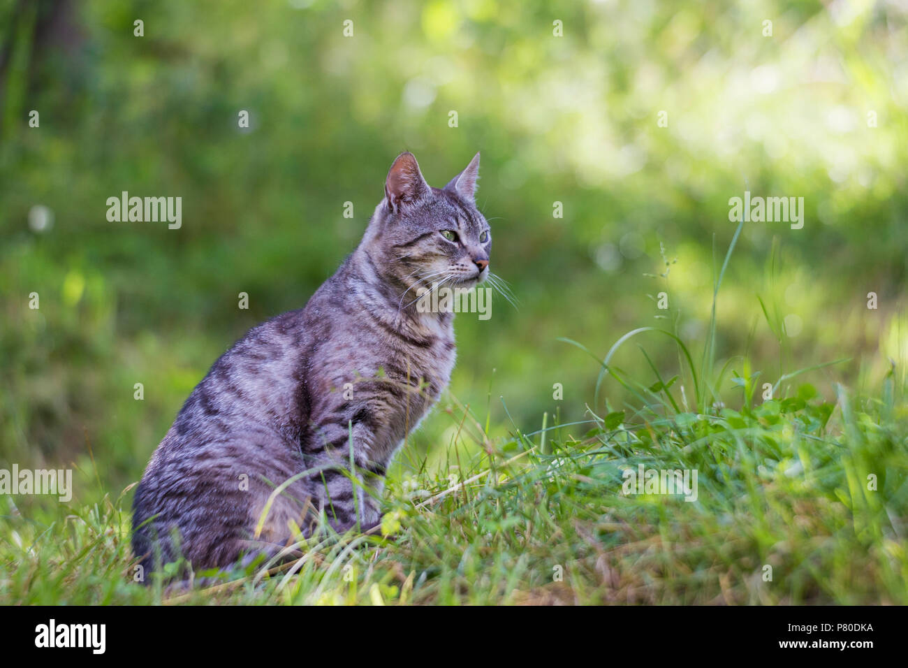 Bellissimo gatto grigio in natura Foto Stock