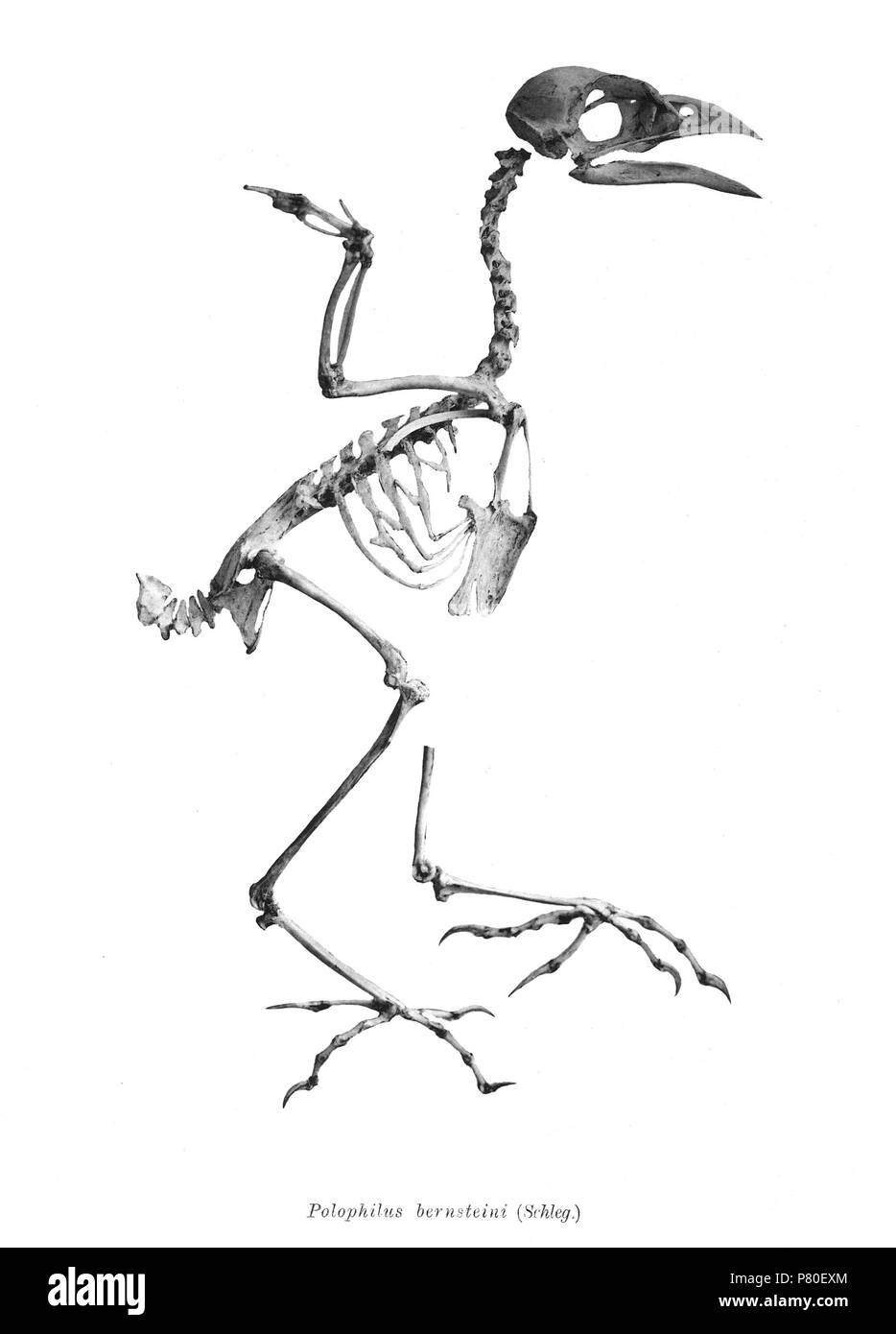 Scheletri di uccelli. Notare che la corrente i nomi scientifici devono essere verificati. Polophilus bernsteini . 1897 317 Polophilus bernsteini 184 Foto Stock