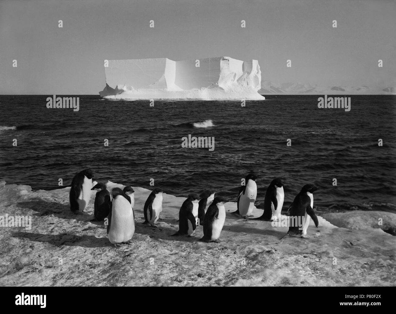 Inglese: i pinguini e un berg a Cape Royds, Scott Expedition, Antartide . circa 1910 317 Ponting pinguini Foto Stock